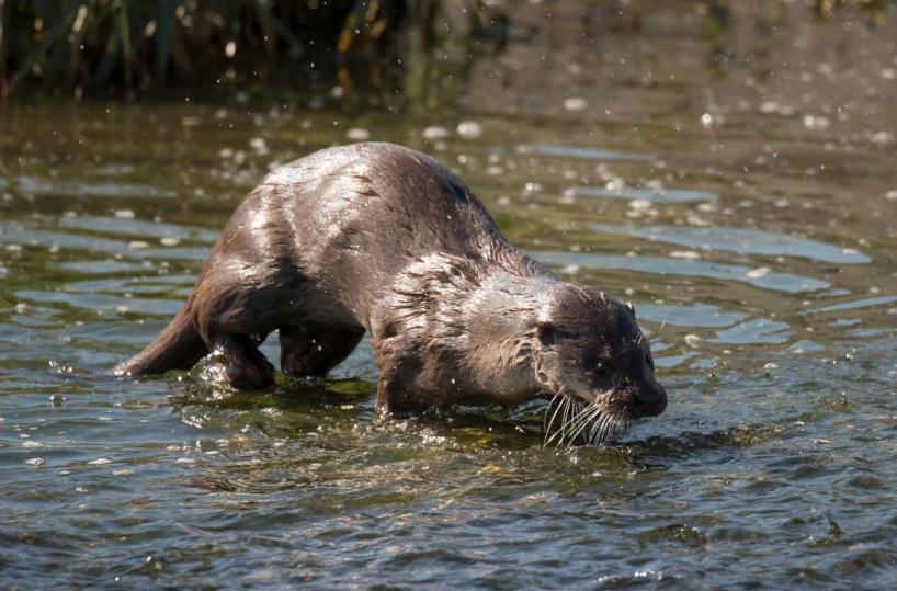 Lontre lucane sotto controllo  per il Piano di conservazione