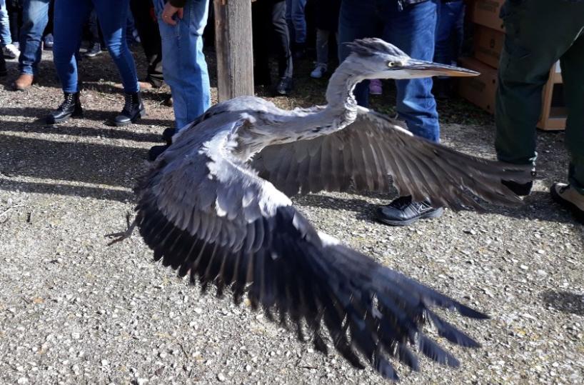volo airone cenerino