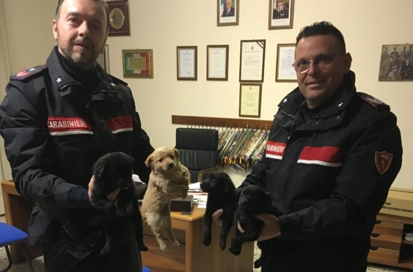 Pisticci, buttano cuccioliin un canale: salvati dai Cc