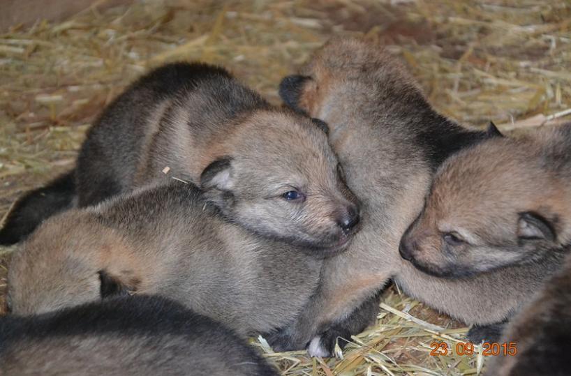 Adotta due cuccioli, poili abbandona: denunciato
