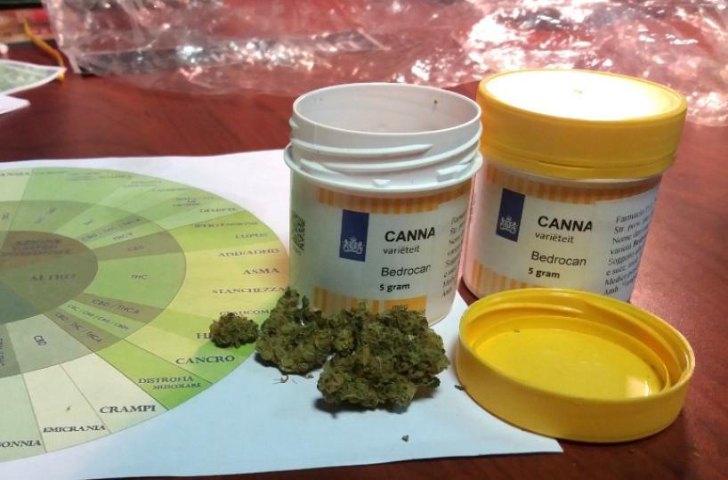 cannabis terapeutica
