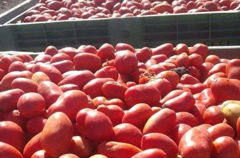 pomodori