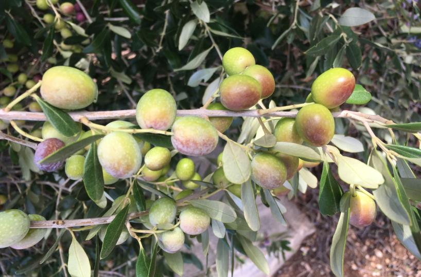Agricoltura, il 95% delle olive lucane è a rischio