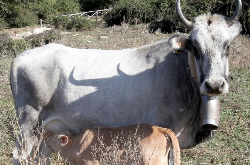 Podolica a rischio per il taglio degli aiuti