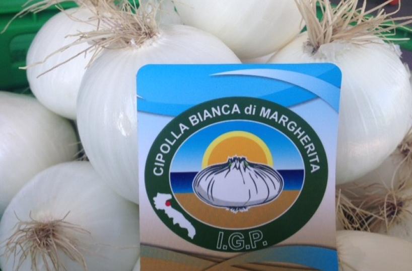cipolla di Margherita di savoia Igp