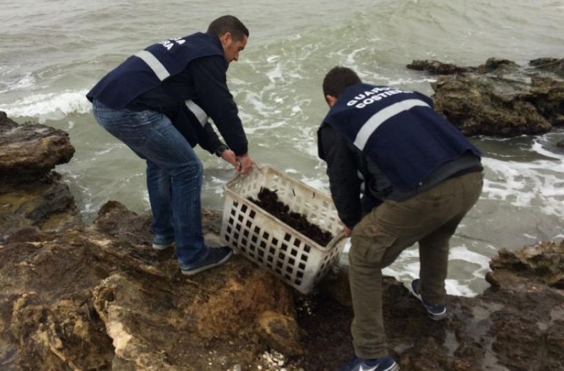 Mille ricci e «schiuma di mare»sequestrati dalla Guardia Costiera