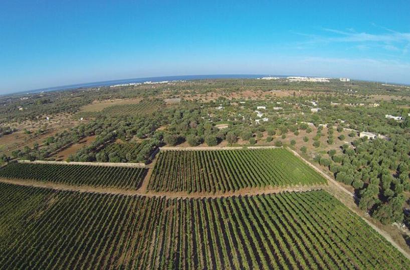 vigneti