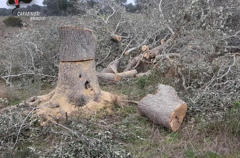 Sega ulivo secolarearrestato nel Brindisino
