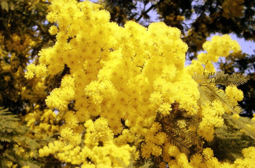 Dalla giornata delle mimose allo sciopero delle donne