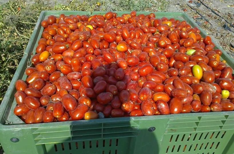 pomodoro