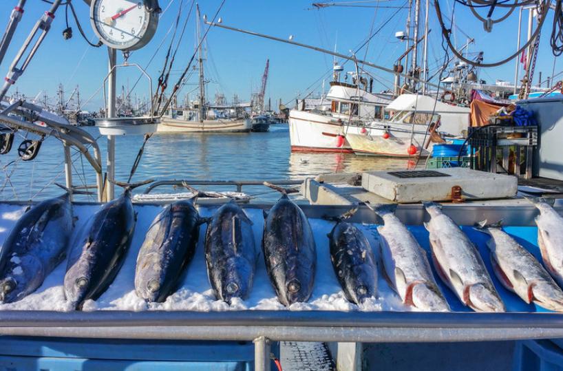 mare pesca