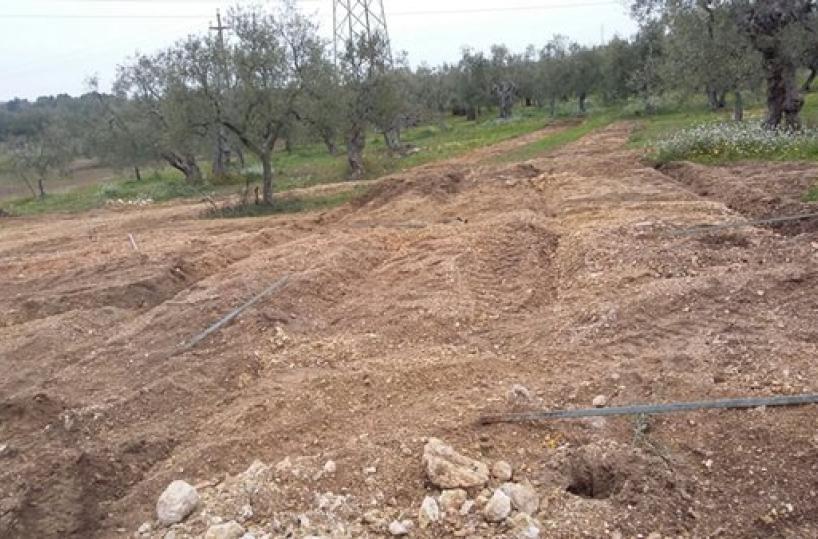 furti ulivi in campagna