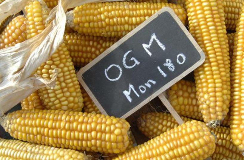 Cosa sono gli OGM?