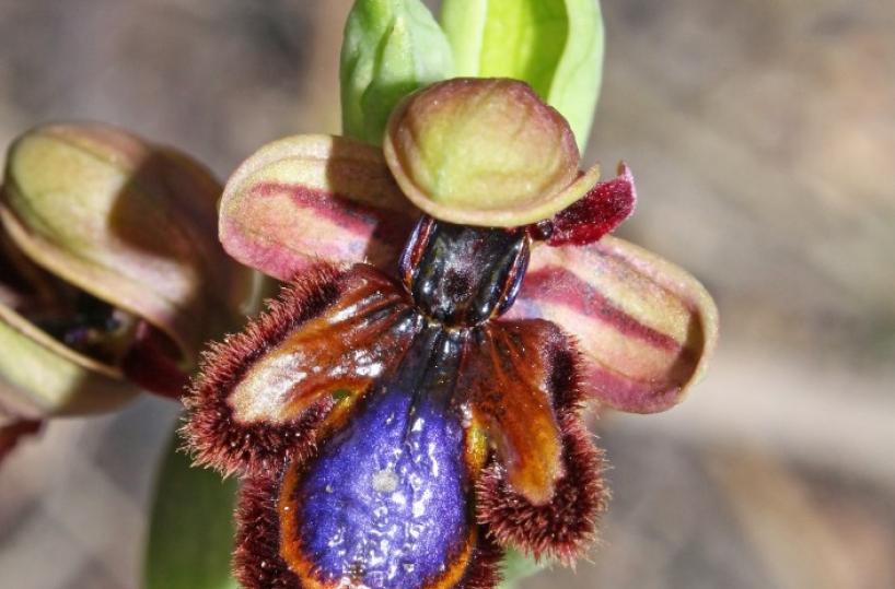 Ophrys speculum