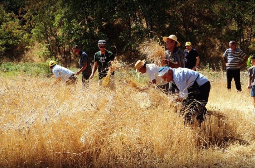Grano, la protesta da Foggia«Scippati del senatore Cappelli»