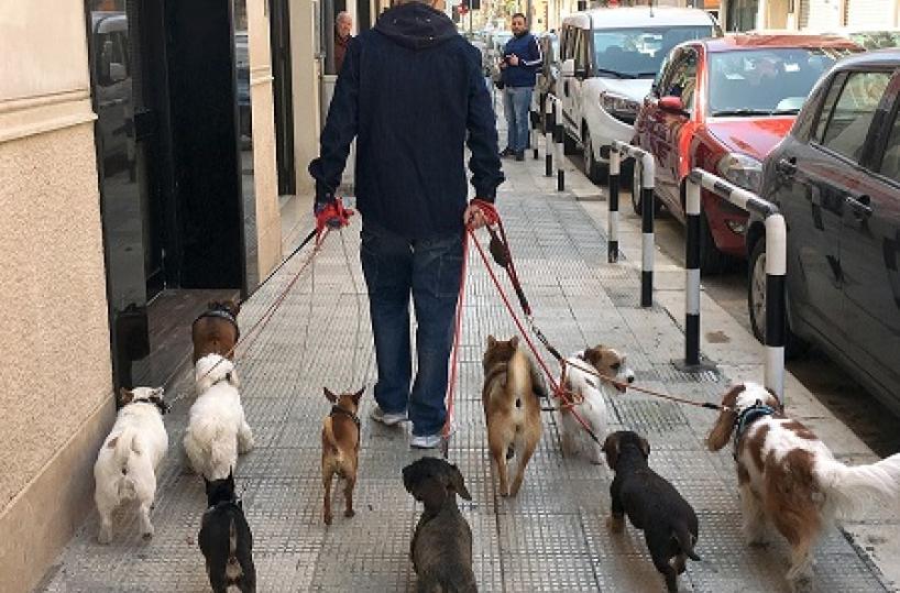 Bari, il dogsittere i magnifici 10a spasso in città