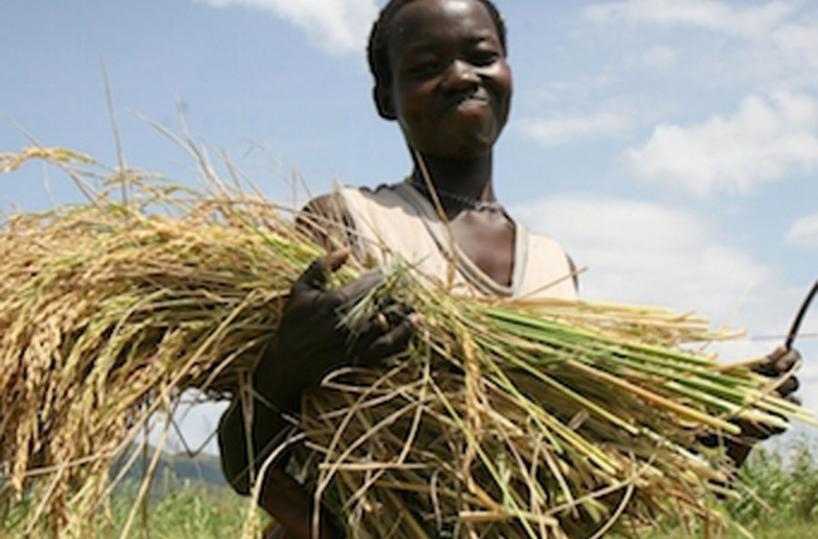CONTADINO - Grano in Africa