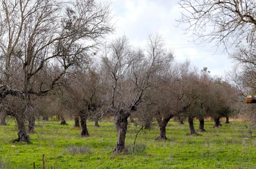 Xylella, clonati 25 olivastri: è caccia alla pianta immune