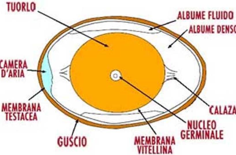 Le uova. 