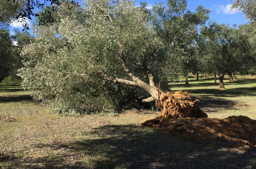 xylella