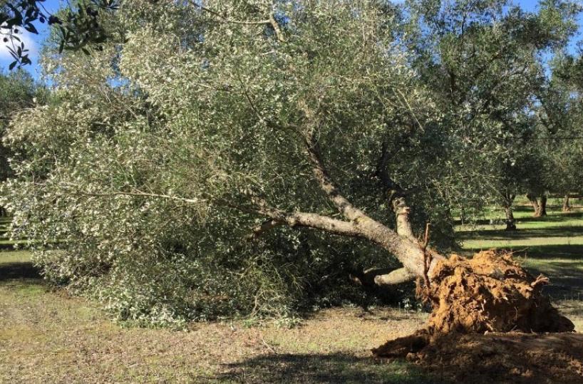 xylella