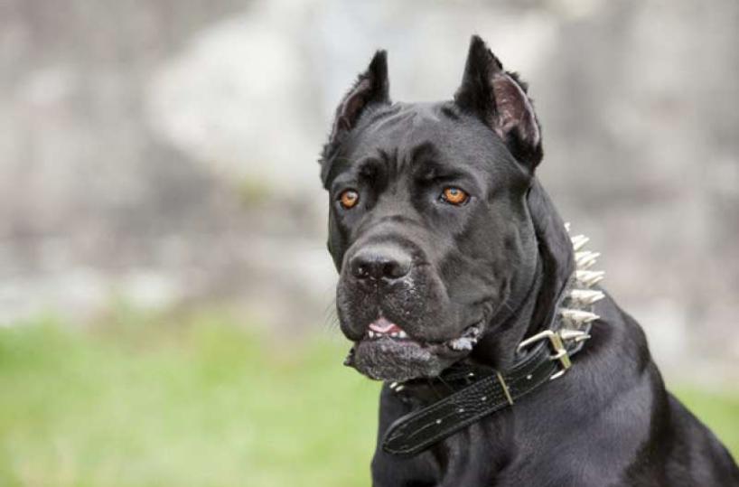 Lizzanello, azzannato dal cane: 45enne in ospedale