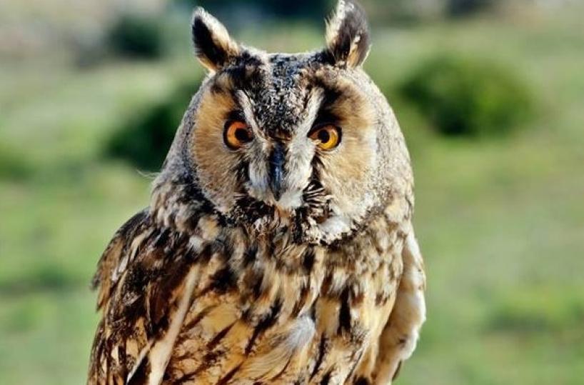 rapace 