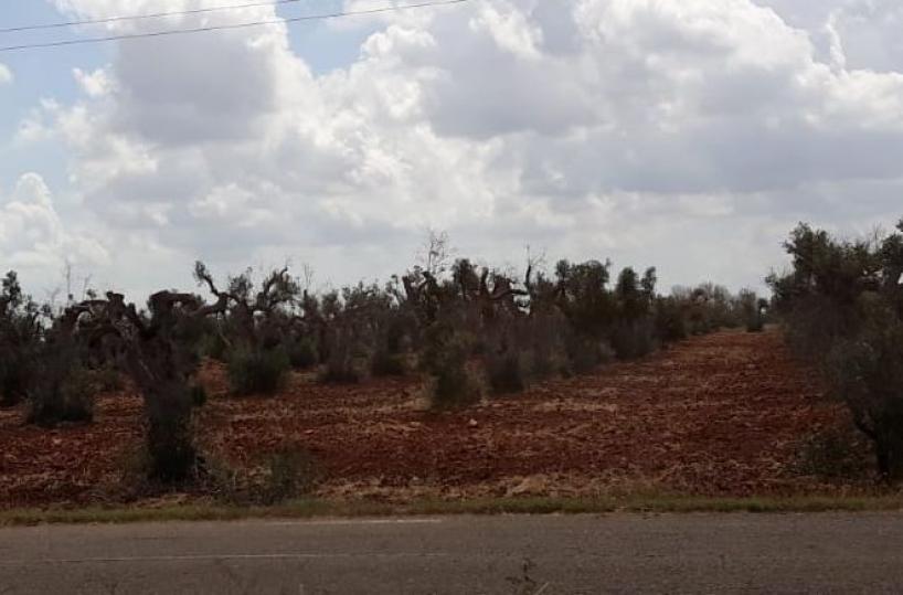 ulivi colpiti da xylella
