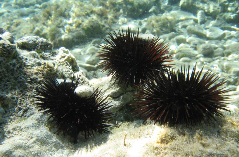 ricci di mare