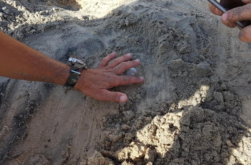Scavano nella sabbia e trovano nido di tartarughe