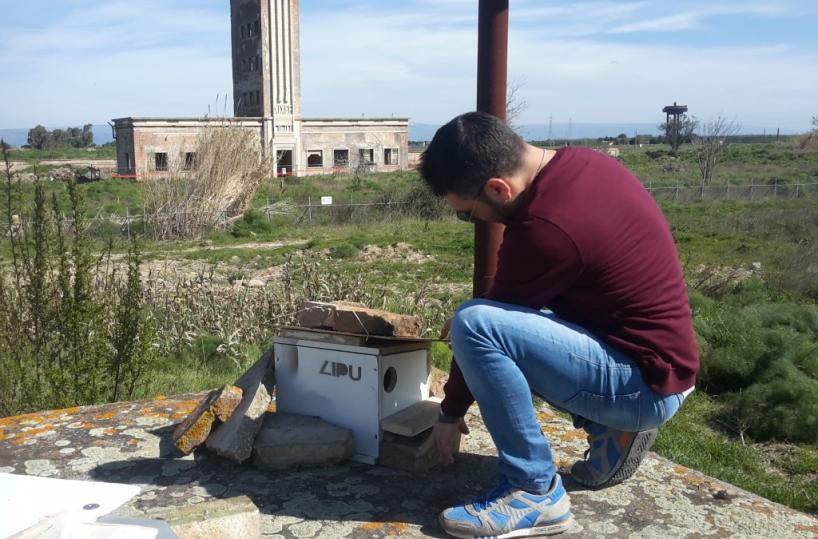 nidi per grillai alla Zecca di Foggia