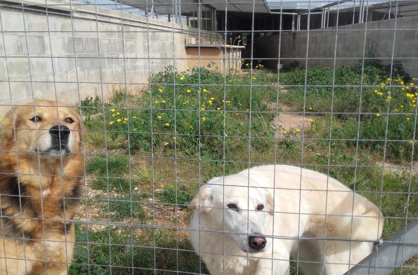 alcuni dei cani ospitati nel rifugio di Anna Dalfino