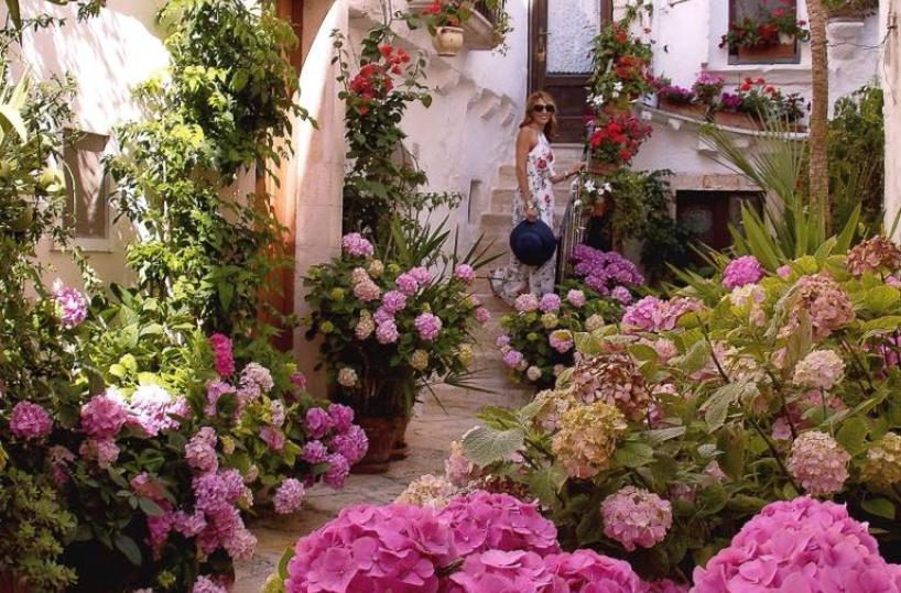 fiori a locorotondo