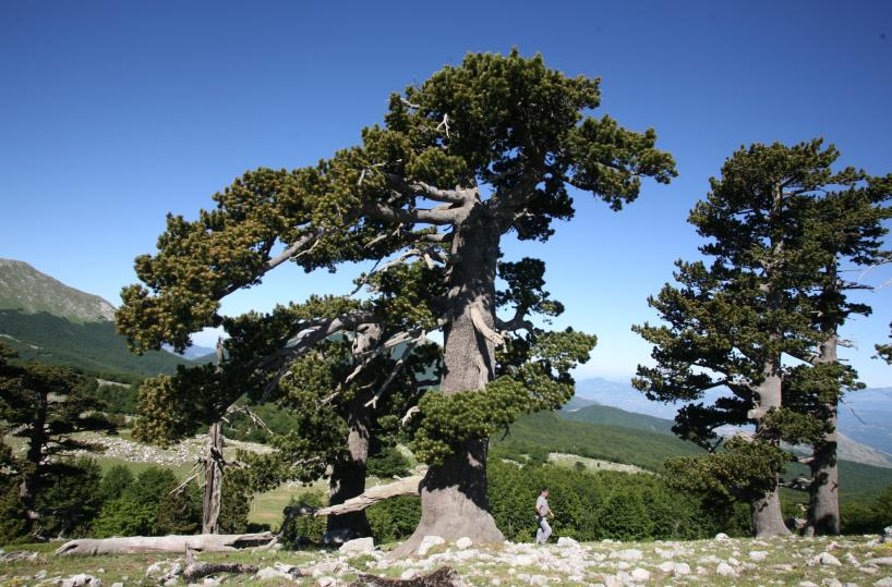 Nel Parco del Pollino c'è Italus, l'albero più antico d'Europa