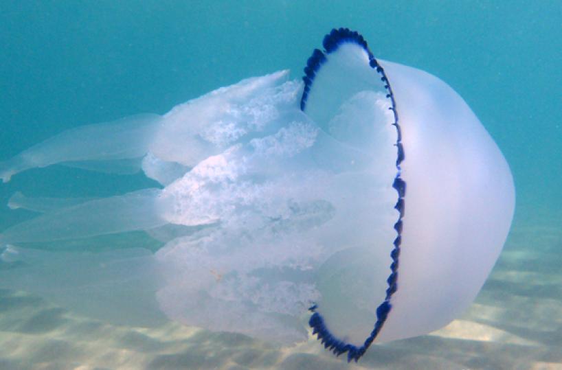 Caldo e acqua pulita, si riaffacciano le meduse
