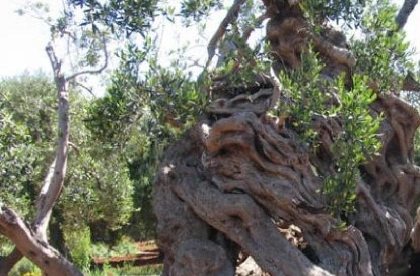 «L’imperatore» si aggiudica il concorso «Giganti di Puglia»