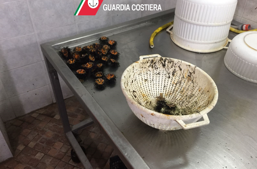 Preparava polpa di ricci di mare nel garage per venderla ai ristoratori baresi: denunciato
