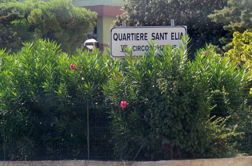 Brindisi, la città diventa come la foresta amazzonica