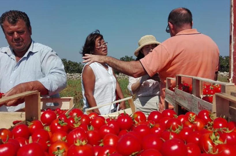 POMODORO REGINA - A Torre Canne