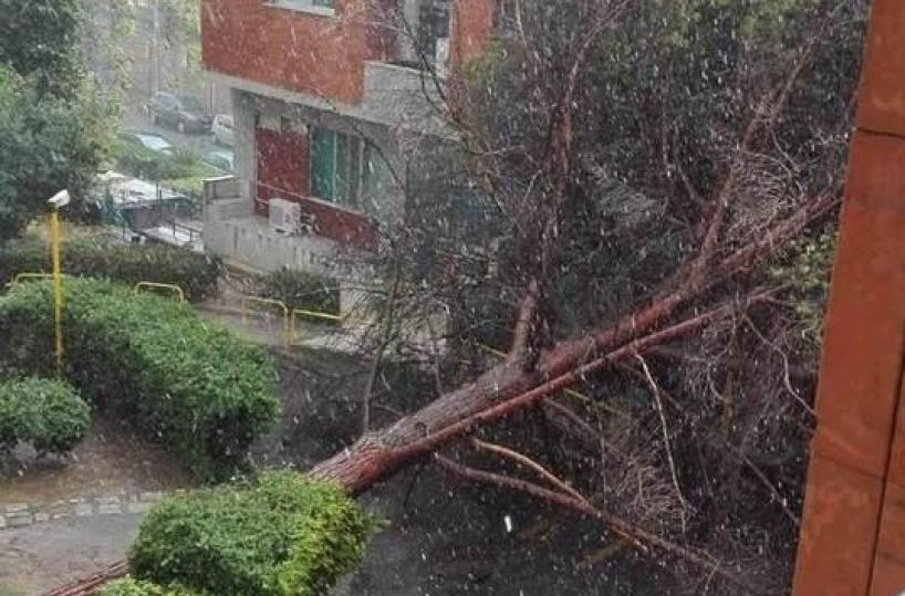 Nubifragio su Grottaglie, sradicati alberi e strade allagate