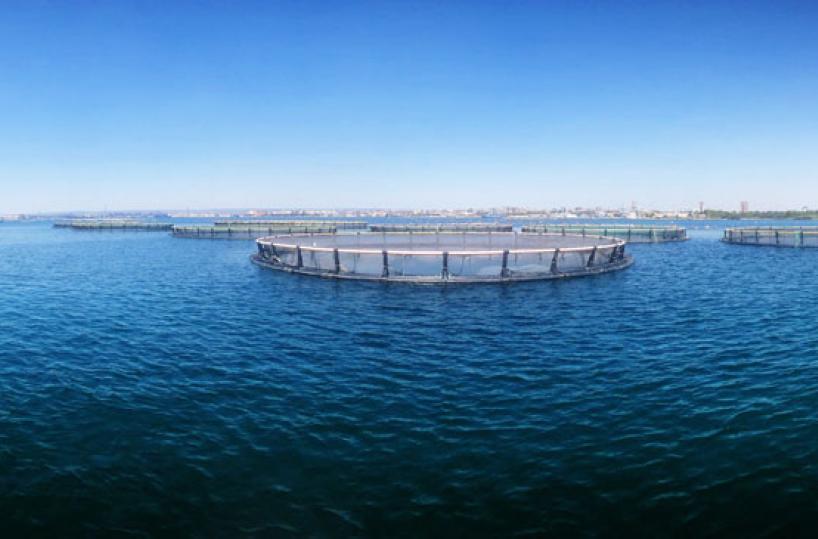 ALLEVATO - Un impianto per spigole e orate nel Mare Jonio a Taranto