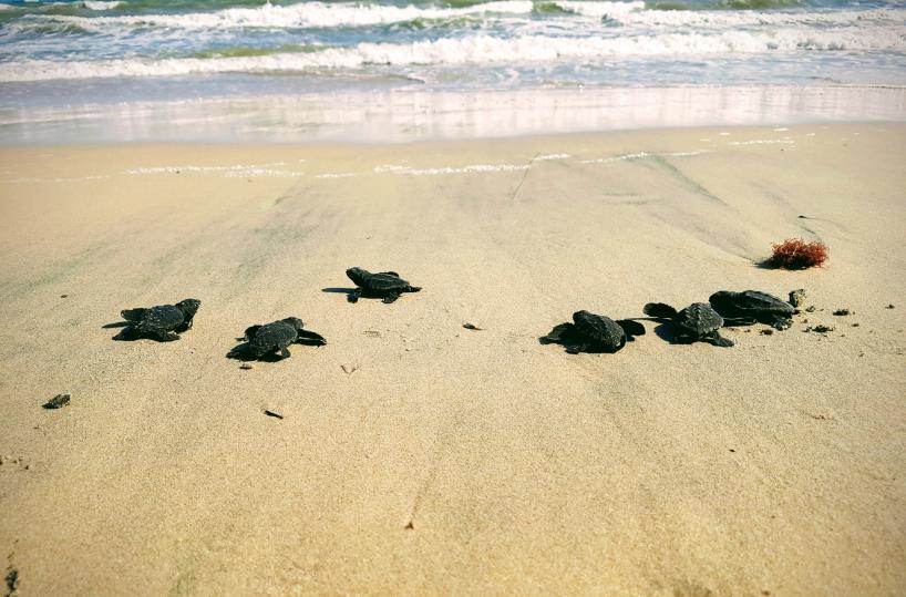 Nido di tartarughe a Gallipoli, 19 liberate in mare