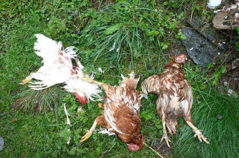 Erchie, rubano in una casa e poi seviziano le galline