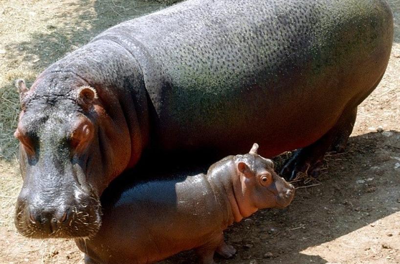Fasano, ecco il nuovo nato nello Zoosafari: un cucciolo di ippopotamo 