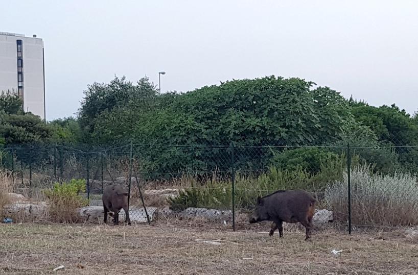 Bari, cinghiali al San Paolo: l’emergenza continua