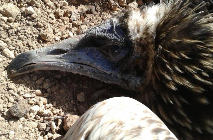 Piccolo avvoltoio liberato a Matera per migrare, fucilato in Sicilia