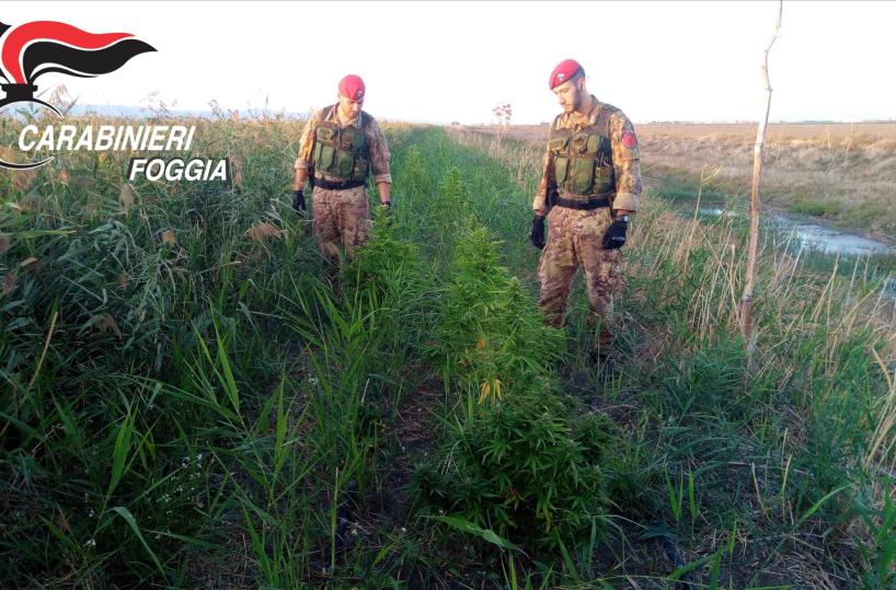 Cerignola, scoperto campo con 140 piante marijuana, un arresto