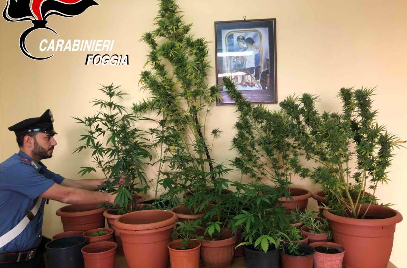 Operatore ecologico coltivava marijuana nei campi: arrestato 44enne