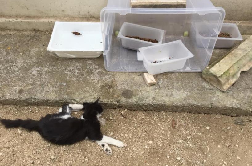 Brindisi, gatti in pericolo, Comune ostacola azione guardie zoofile