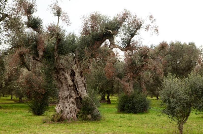 Xylella, una beffa dopo l'altra: da maggio non si fanno i monitoraggi